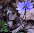 /album/nature/img-9958-jpg-jpg/